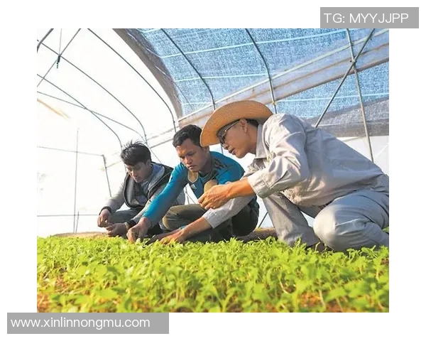 大米种植技术创新与生态环境可持续发展的融合探索